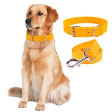 Dog Neck Belts